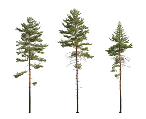 Fototapeta na wymiar Set of Pinus sylvestris Scotch pine spruce big tall tree isolated png on a transparent background perfectly cutout Pine Pinaceae pine Baltic Pine fir