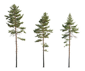Set of Pinus sylvestris Scotch pine spruce big tall tree isolated png on a transparent background perfectly cutout Pine Pinaceae pine Baltic Pine fir - obrazy, fototapety, plakaty