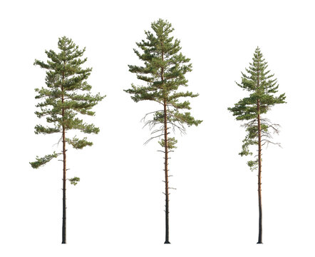 Pinus sylvestris Scotch pine spruce big tall tree isolated png on a transparent background premium cutout Pine Pinaceae pine Baltic Pine fir