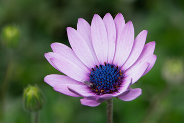 Obraz premium Flor rosada