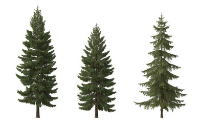 Set of spruce picea abies and pungens colorado blue green fir evergreen pinaceae needled tree isolated png  cloudy on a transparent background perfectly cutout
