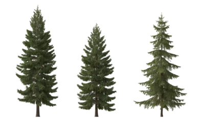 Fotobehang Set of spruce picea abies and pungens colorado blue green fir evergreen pinaceae needled tree isolated png  cloudy on a transparent background perfectly cutout  © Roman