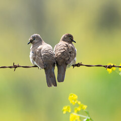 Aves en pareja