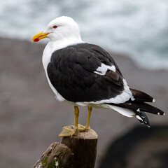 Gaviota Dominicana