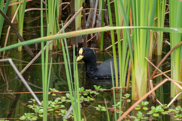 Aves de humedal
