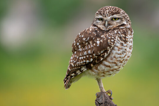 Buho (Owl)