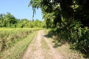 The dirt trail in the country on a sunny day.