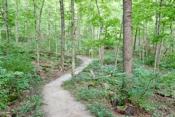 The empty hiking trail in the forest.