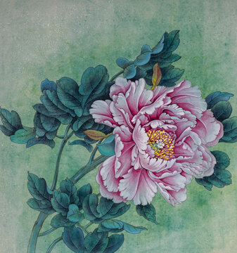pink peony on a green background