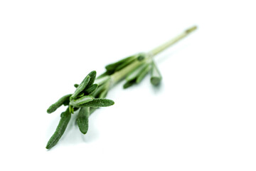 Rosemary isolated on white background