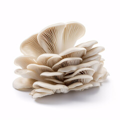 Isolated oyster mushrooms on a pallid surface.