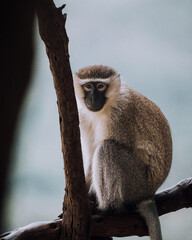 Vervet monkey on the branches