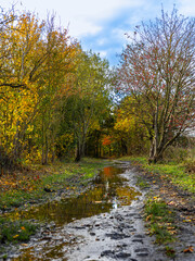 autumn in the park