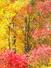 Colours of autumn fall - beautiful black Tupelo tree in front of blue sky