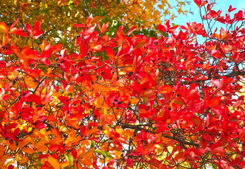 Colours of autumn fall - beautiful black Tupelo tree in front of blue sky