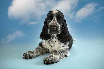 Portrait of a pedigree puppy of an English Cocker spaniel. The baby lies and looks carefully into...
