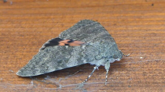 Moth Catocala sponsa, Dark crimson underwing on wooden surface covered with dust and cobwebs. Topics: fauna, natural environment, macro