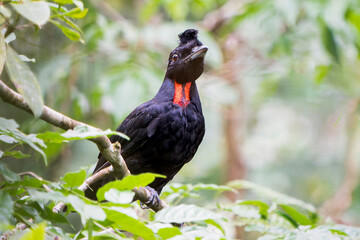 Juvenile Male Bare-necked Umbrella Bird (Cephalopterus glabricollis) in Costa Rica