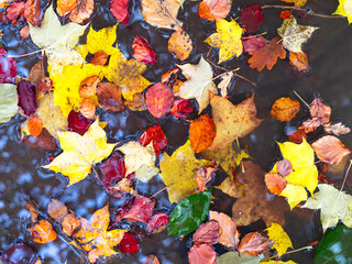 autumn leaves background
