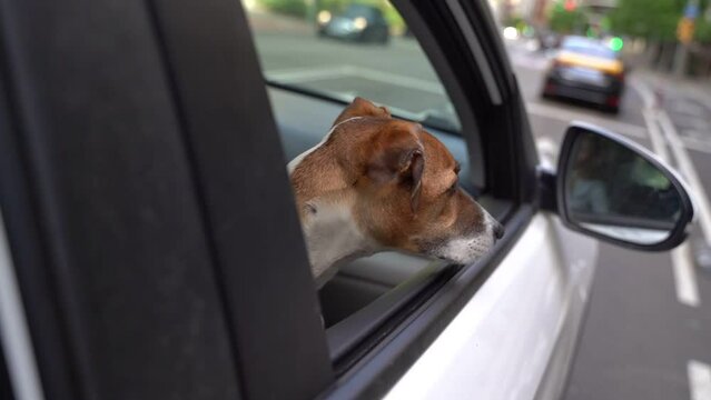 Cute dog head looks out of open car window while moving behind the taxi car. Dog Jack Russell terrier watching street traffic. Video footage big city life