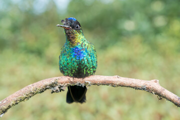 Colorful endemic Fiery-throated Hummingbird (Panterpe insignis) in Costa Rica