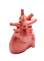 Human heart model isolated on white background ,concept of cardiology, health care, human organ transplant