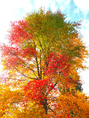 Colours of autumn fall - beautiful black Tupelo tree in front of blue sky