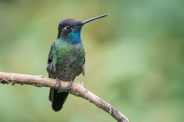 Vibrant Talamanca Hummingbird (Eugenes spectabilis) in Costa Rica's Highlands