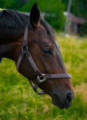 Portrait of a Thoroughbred horse standing in a pasture with a grey collar around its neck