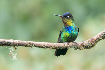 Colorful endemic Fiery-throated Hummingbird (Panterpe insignis) in Costa Rica