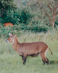 Waterbucks grazing in the lush grasslands of Uganda