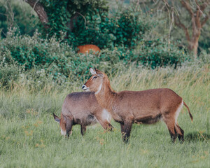 Waterbucks grazing in the lush grasslands of Uganda