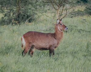 Waterbucks grazing in the lush grasslands of Uganda