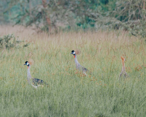 Ugandan Crested Crane in Mauro National park, National bird of Uganda, Africa 