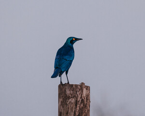 Splendid Starling perched, its iridescence dazzling in Uganda's wild