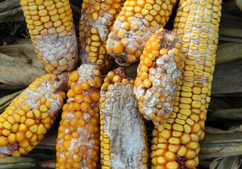 Corn cobs are affected by fusarium - the causative agent of Fusarium moniliforme
