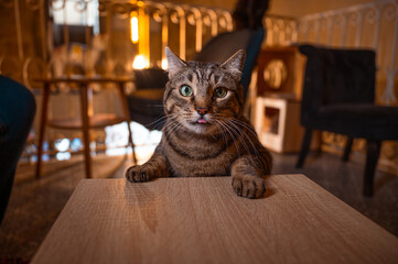 Chat