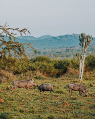 Warthog  in Ugandan grasslands