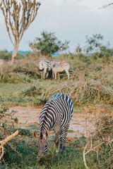 Fototapeta na wymiar Zebras in the Mburo national park in Uganda, Africa 