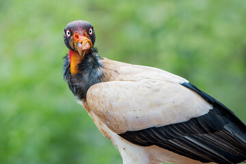 King Vulture (Sarcoramphus papa) - Graceful Majesty in the Costa Rican Rainforest