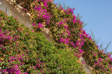flowers in the garden