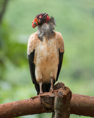 King Vulture (Sarcoramphus papa) - Graceful Majesty in the Costa Rican Rainforest