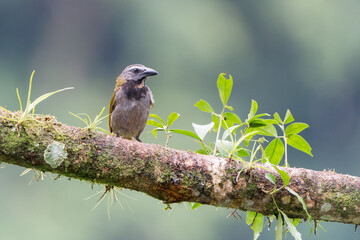 Buff-throated Saltator (Saltator maximus) - in Costa Rica