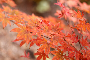 Close-up of red maple leaves in autumn