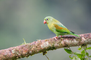 Orange-chinned Parakeet (Brotogeris jugularis) in the Jungles of Costa Rica