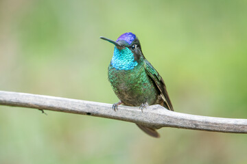 Vibrant Talamanca Hummingbird (Eugenes spectabilis) in Costa Rica's Highlands