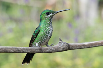 Green-crowned Brilliant (Heliodoxa jacula) in Costa Rica
