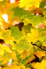 yellow maple leaves