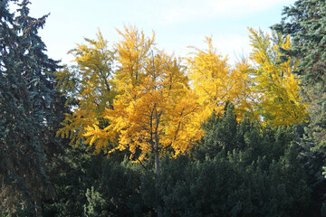 bright autumn colors