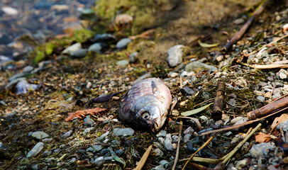 dead fish in the lake